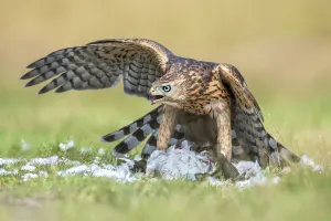 Northern Goshawk (Accipiter gentilis) with prey, Veluwe, Gelderland, the Netherlands Northern Goshawk (Accipiter gentilis) with prey, Veluwe, Gelderland, the Netherlands