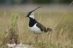 Northern lapwing (Vanellus vanellus) male standing in vegitation, Bleiswijkseweg, Zoetermeer Northern lapwing (Vanellus vanellus) male standing in vegitation, Bleiswijkseweg, Zoetermeer