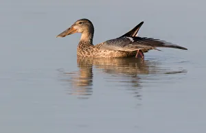Northern Shoveler (Anas clypeata) female stretching wing on the water, Oostvaardersplassen Northern Shoveler (Anas clypeata) female stretching wing on the water, Oostvaardersplassen