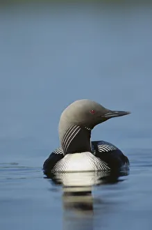 Pacific Loon (Gavia pacifica) on lake, North America Pacific Loon (Gavia pacifica) on lake, North America