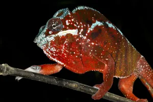 Panther Chameleon (Furcifer pardalis) male on his way to attack another male Panther Chameleon Panther Chameleon (Furcifer pardalis) male on his way to attack another male Panther Chameleon
