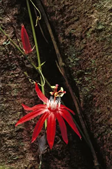Images Dated 8th March 1999: Perfumed Passion Flower (Passiflora vitifolia) flower, tropical Mesoamerica