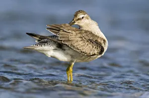 Red Knot (Calidris canutus) preening, Noord-Holland, The Netherlands Red Knot (Calidris canutus) preening, Noord-Holland, The Netherlands