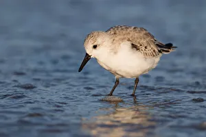 Sanderling (Calidris alba) foraging along the shoreline, beach IJmuiden, The Netherlands Sanderling (Calidris alba) foraging along the shoreline, beach IJmuiden, The Netherlands