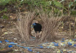 Satin Bowerbird (Ptilonorhynchus violaceus) male in bower decorated with blue objects Satin Bowerbird (Ptilonorhynchus violaceus) male in bower decorated with blue objects