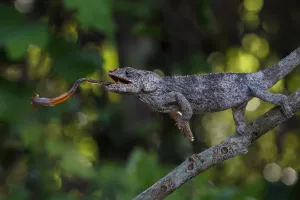 Short-horned Chameleon (Calumma brevicorne) catching prey with its tongue, VOIMMA Special Reserve, Madagascar Short-horned Chameleon (Calumma brevicorne) catching prey with its tongue, VOIMMA Special Reserve, Madagascar