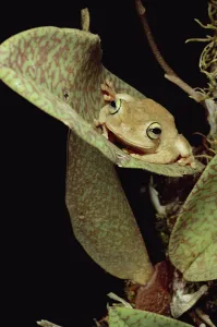 Tree Frog (Rana sp) in canopy orchid, Trinidad Tree Frog (Rana sp) in canopy orchid, Trinidad