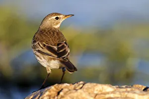 Water Pipit (Anthus spinoletta), Castile-La Mancha, Spain Water Pipit (Anthus spinoletta), Castile-La Mancha, Spain