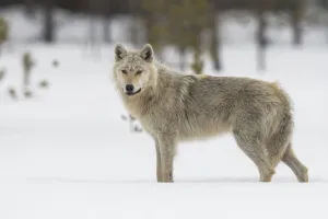 Wolf standing in the snow look to the camera, Finland Wolf standing in the snow look to the camera, Finland