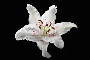 1 Beauty in Nature Black Bloom Botany Broadleaf 1 Beauty in Nature Black Bloom Botany Broadleaf