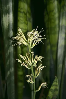 1 Beauty in Nature Botany Evergreen Frost tender 1 Beauty in Nature Botany Evergreen Frost tender