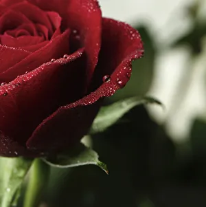 Red Rose Flower Prints: AB_02. jpg