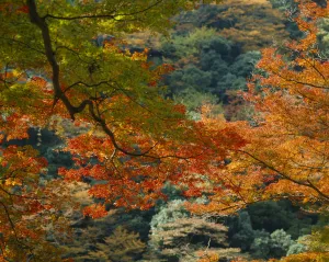 Fall Landscape Photography Prints: acer cultivar, maple