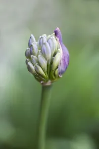 Agapanthus Print 0071