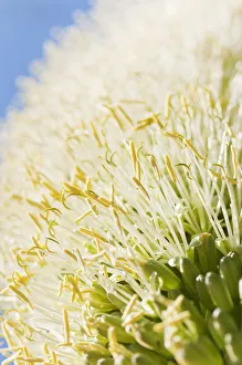 Agave Agave attenuata Alternative resource Beauty in Nature Agave Agave attenuata Alternative resource Beauty in Nature