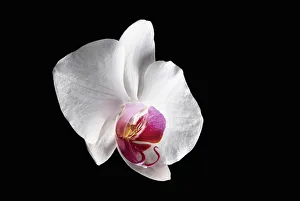 Air plant Anthurium Autumn Flowering Beauty in Nature Air plant Anthurium Autumn Flowering Beauty in Nature