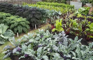 Outdoor Vegetable Garden Prints: Allotment
