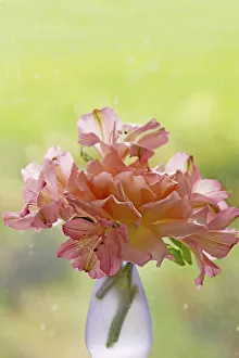 Peruvian Lily Prints: Alstroemerias
