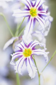 Andean glory of the sun lily, Leucocoryne vittata Andean glory of the sun lily, Leucocoryne vittata