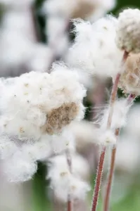 Anemone multiifida Print - Fluffy Seedheads