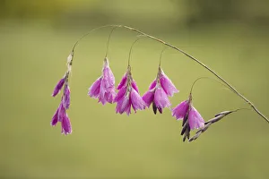 Angels fishing rod, Dierama, Dierama pulcherrimum Angels fishing rod, Dierama, Dierama pulcherrimum