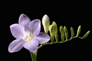 Annual Beauty in Nature Botany Classic flower image Annual Beauty in Nature Botany Classic flower image