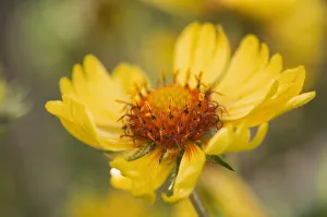 Annual Flowering season Summer Flowering season Autumn Annual Flowering season Summer Flowering season Autumn