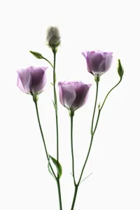 Annual Perennial Flowering season Spring Flowering season Summer Annual Perennial Flowering season Spring Flowering season Summer