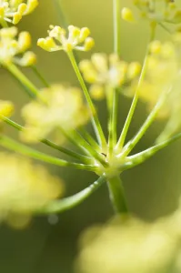 Open Air Botanical Garden Photos Prints: apiaceae