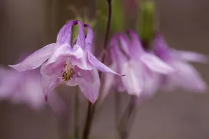Aquilegia, Columbine, Aquilegia vulgaris Aquilegia, Columbine, Aquilegia vulgaris