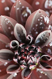 Red Dahlia Prints: Arabian Night