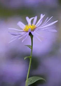 Autumn Flowering Plants Prints: AsterxFrikatii Monch