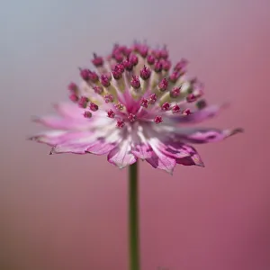Pastel Coloured Flowers Prints: Astrantia, Masterwort, Astrantia, Astrantia major Roma