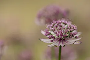 Astrantia, Masterwort, Astrantia major Pink penny Astrantia, Masterwort, Astrantia major Pink penny