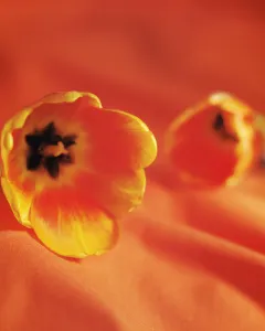 A few Autumn Flowering Bulb Medium group Multiple A few Autumn Flowering Bulb Medium group Multiple