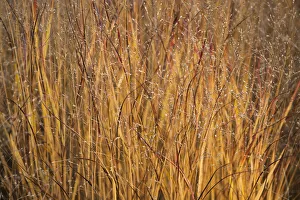 Autumnal Beauty in Nature Botany Fall Gold Lawn Autumnal Beauty in Nature Botany Fall Gold Lawn