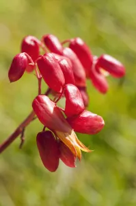 Beauty in Nature Beginning Bloom Botany Close-up Beauty in Nature Beginning Bloom Botany Close-up