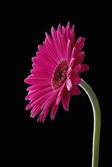 Beauty in Nature Black Bloom Botany Bulb Cottage garden plant Beauty in Nature Black Bloom Botany Bulb Cottage garden plant