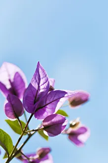 Beauty in Nature Blue Botany Bougainvillea Bush Beauty in Nature Blue Botany Bougainvillea Bush
