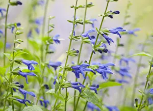 A few Beauty in Nature Blue Botany Medium group A few Beauty in Nature Blue Botany Medium group