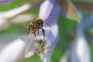 Pastel Coloured Flowers Prints: Bee on Hosta Flowers