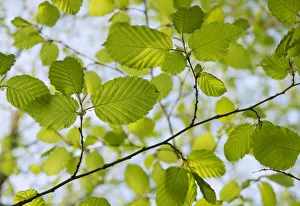 Beech Tree Leaves Prints: Beech, Fagus sylvatica