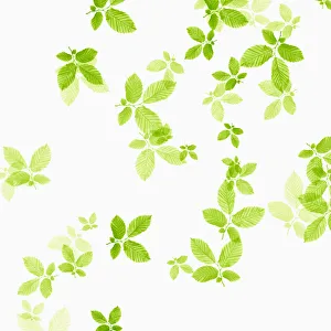 Green Beech Leaf Print on White Background