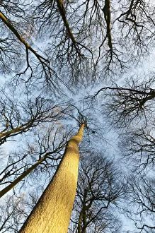 Beech Tree Print Fagus sylvatica 0833