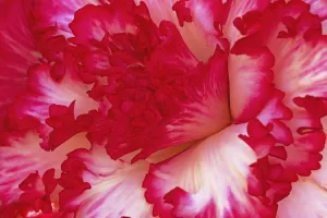 Vibrant Pink Blooms Prints: Begonia
