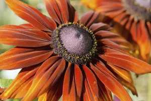 Black-eyed Susan Morena, Rudbeckia hirta Moreno Black-eyed Susan Morena, Rudbeckia hirta Moreno