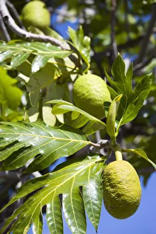 Breadfruit Print - West Indies Tree Fruit