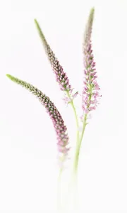 Buddleja Buddleja Print - Cut Flower Stem Composition