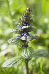 Summer Flowering Plants Europe Prints: bugle, ajuga reptans