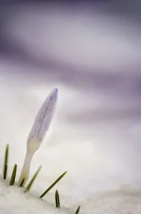 Bulb Corm Flowering season Spring Cottage garden plant Bulb Corm Flowering season Spring Cottage garden plant